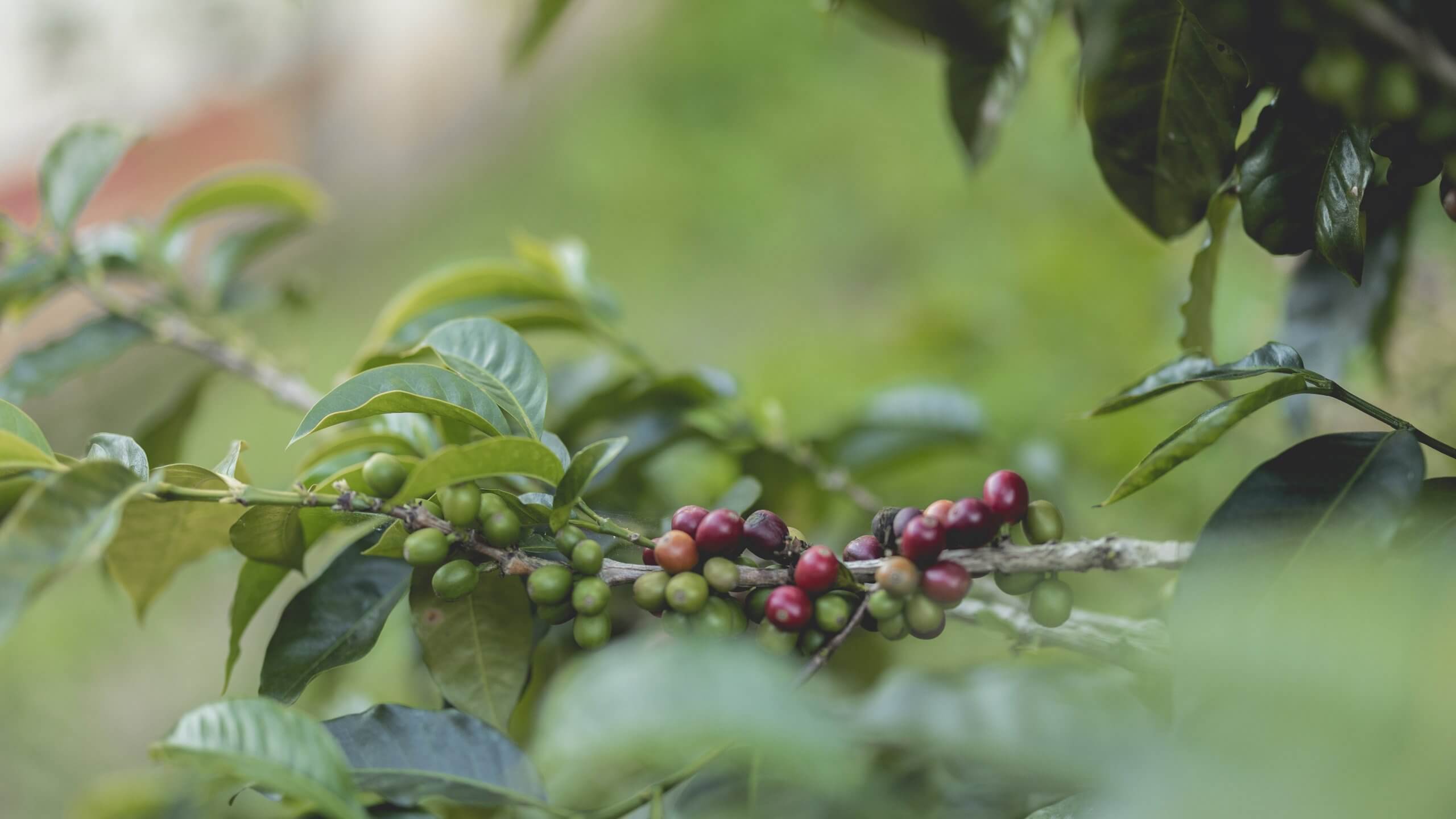 8 fakta om kaffe du kanskje ikke visste om